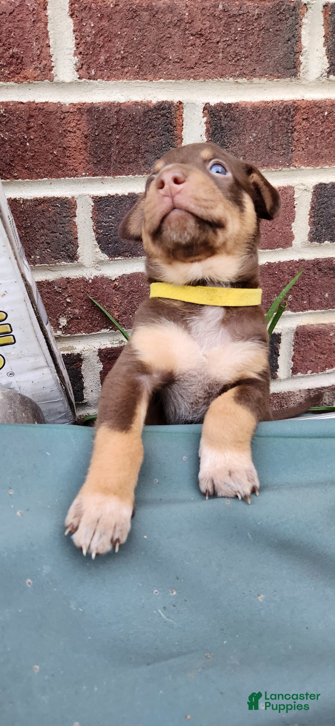 Catahoula Leopard Dog dogs for sale: Bronx - Image 2
