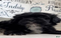 Shorkie dogs for sale: Ace - Image 6