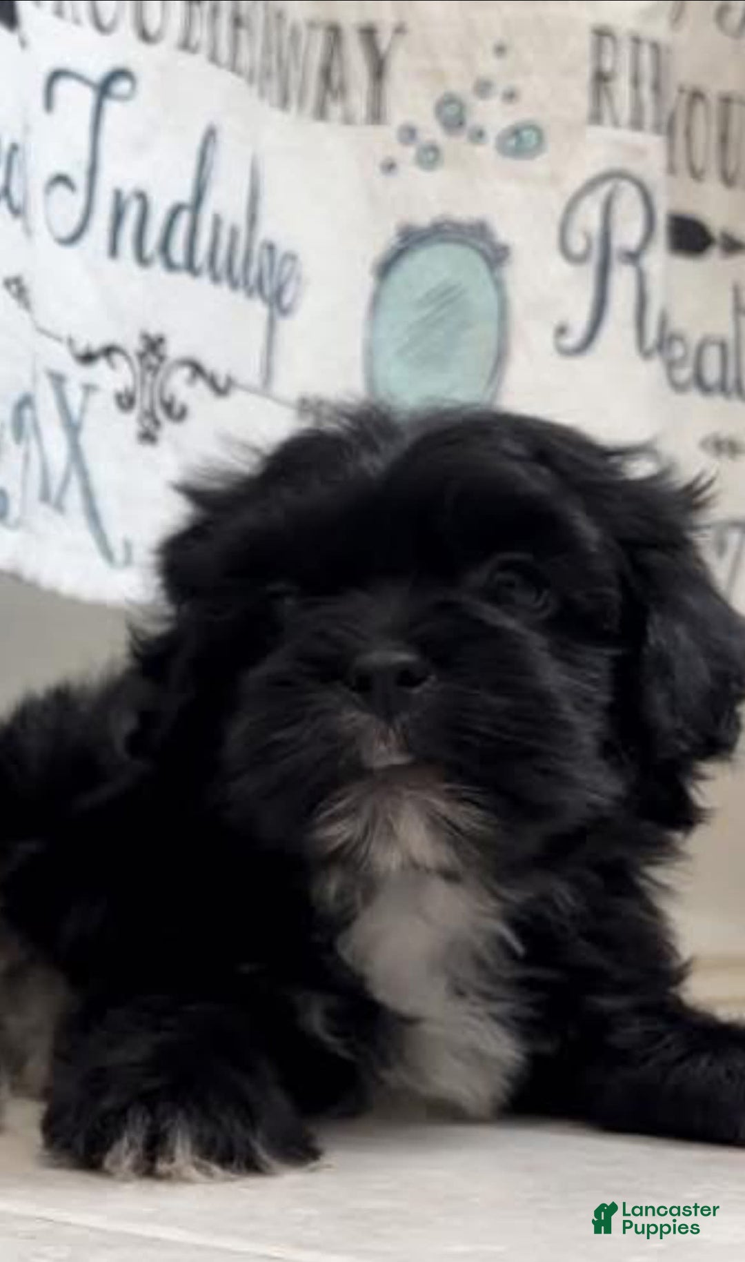 Shorkie dogs for sale: Ace - Image 6