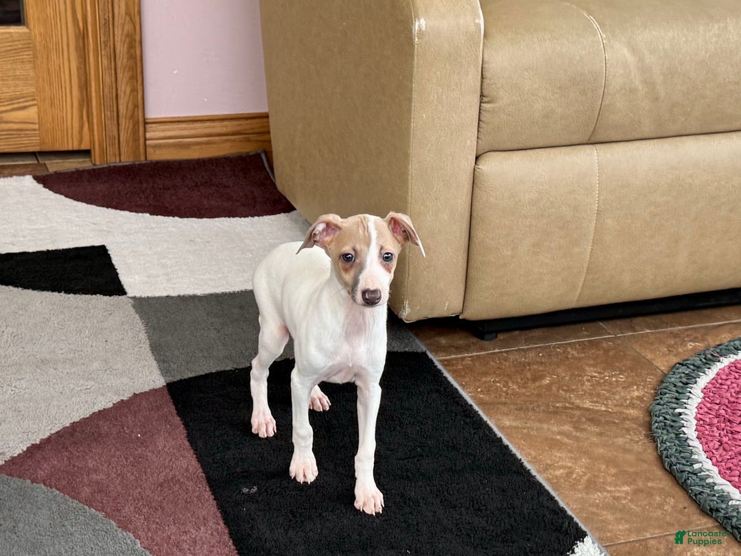 Italian Greyhound dogs for sale: Cindy - Image 9