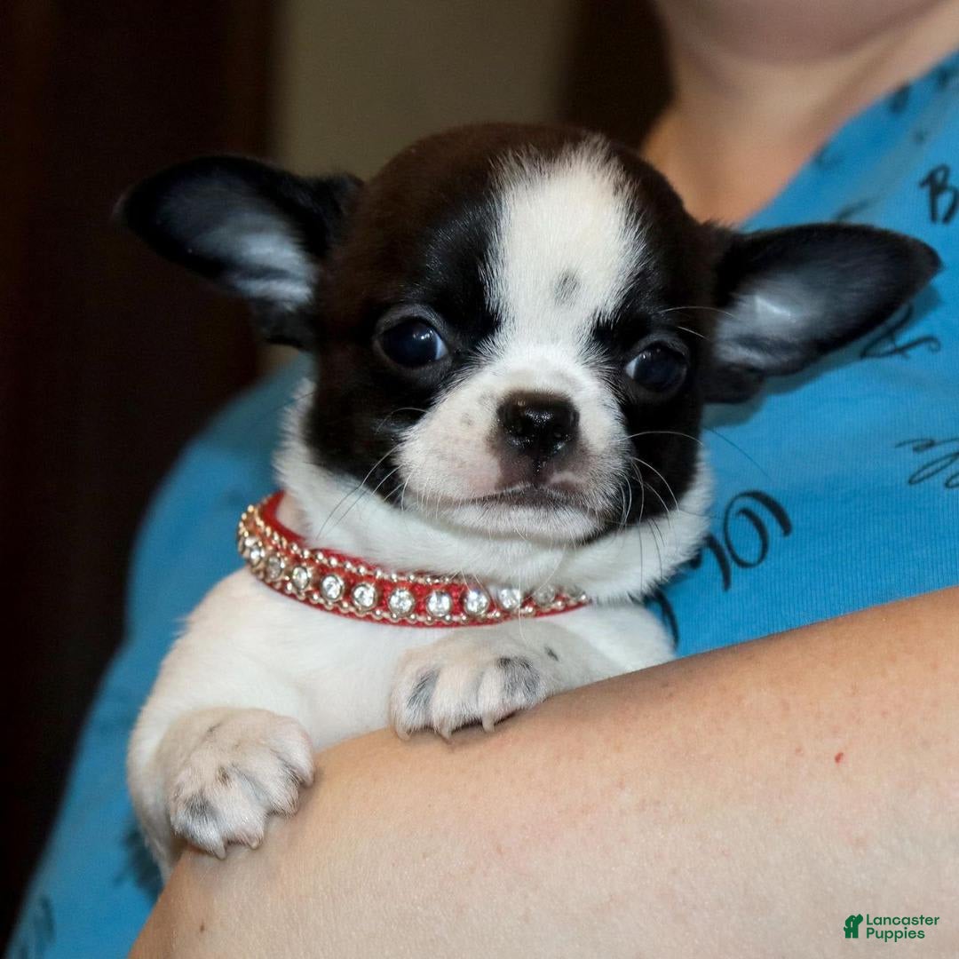 Chihuahua dogs for sale: Kelly - Image 3