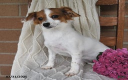 Havanese dogs for sale: Bessy - Image 18