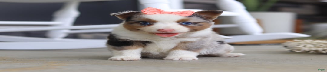 Zoey