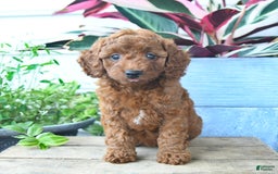 Mini Goldendoodle dogs for sale: Vanilla - Image 1