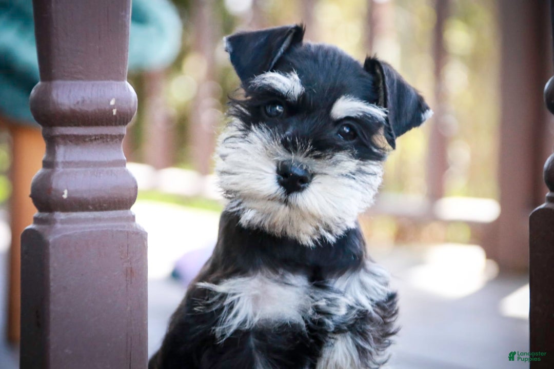Miniature Schnauzer dogs for sale: Cinderella - Image 7