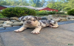 French Bulldog dogs for sale: Rambo - Image 6