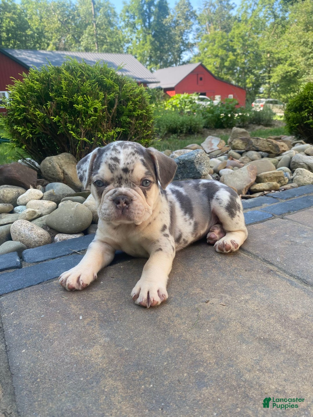 French Bulldog dogs for sale: Rambo - Image 6
