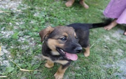 Norwegian Elkhound dogs for sale: Juno - Image 3