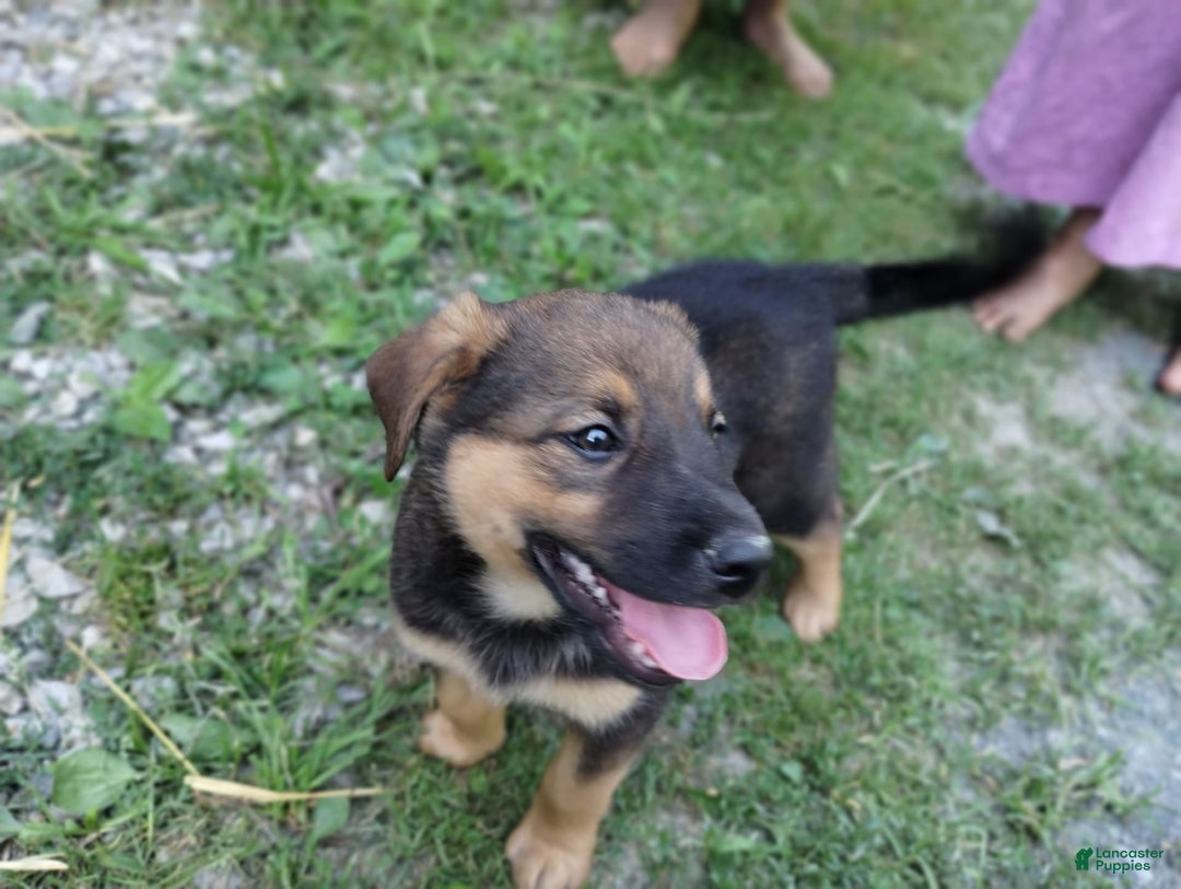 Norwegian Elkhound dogs for sale: Juno - Image 3