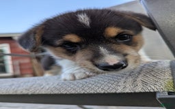 Welsh Corgi Pembroke dogs for sale: Welsh Corgi (Pembroke) 3 puppies - Image 10