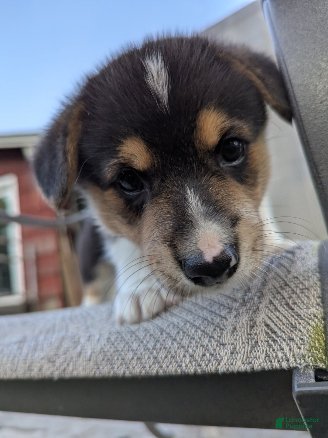 Welsh Corgi Pembroke dogs for sale: Welsh Corgi (Pembroke) 3 puppies - Image 10