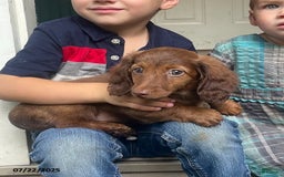 Miniature Dachshund dogs for sale: Banana Princess - Image 9