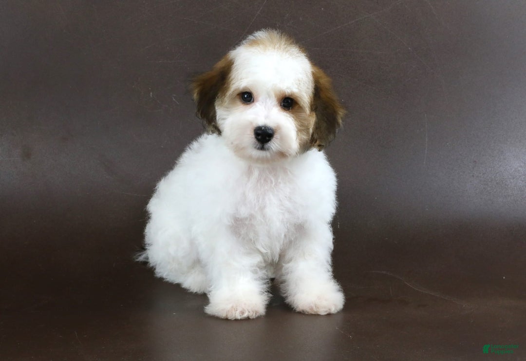 Yorkiepoo dogs for sale: Leo - Image 6