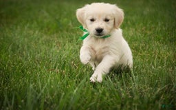 Golden Retriever dogs for sale: Tawny - Image 33