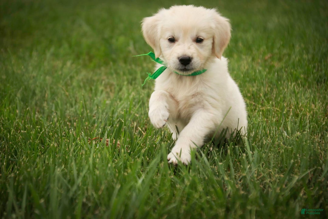 Golden Retriever dogs for sale: Tawny - Image 33