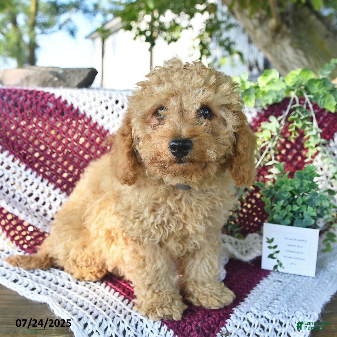 Cavapoo dogs for sale: Caramel - Image 4