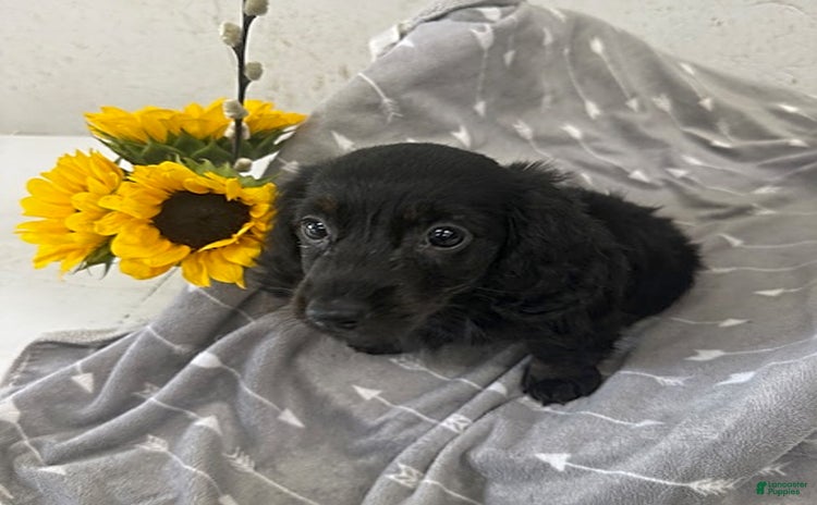 Miniature Dachshund dogs for sale - Ad 2