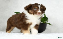 Australian Shepherd dogs for sale: Buster - Image 7