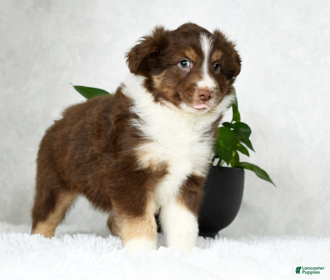 Australian Shepherd dogs for sale: Buster - Image 7