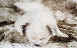 Teddy Bear dogs for sale: Terry - Image 2