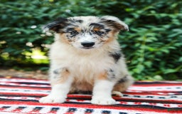 Australian Shepherd dogs for sale: Georgia - Image 15