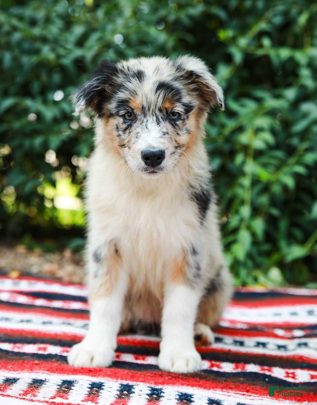 Australian Shepherd dogs for sale: Georgia - Image 15