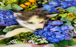 Siberian Husky dogs for sale: Juno - Image 5