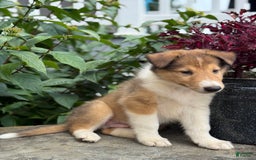 Collie dogs for sale: Aslan - Image 3