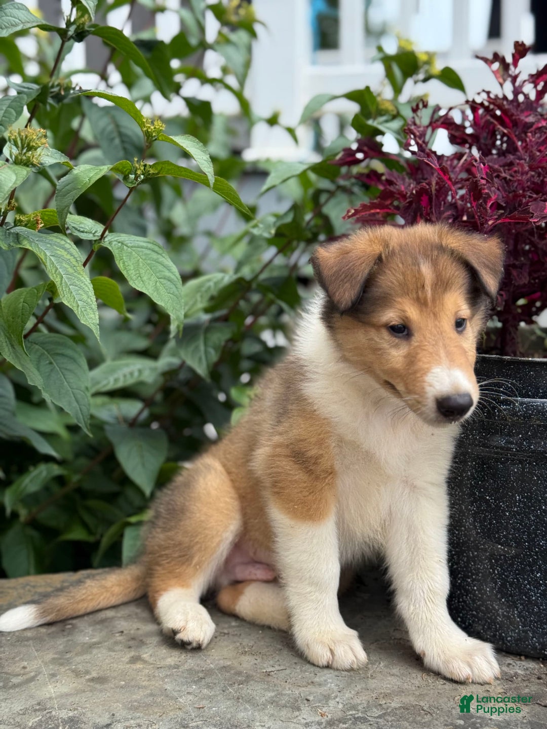 Collie dogs for sale: Aslan - Image 3