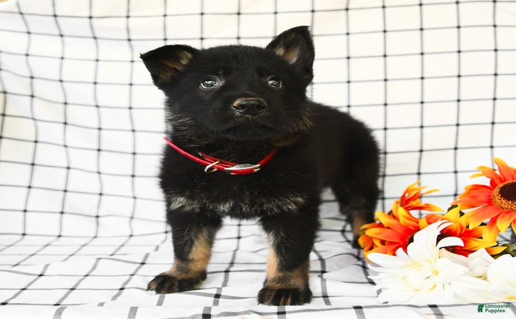 German Shepherd dogs for sale - Ad 3