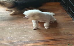 Maltipoo dogs for sale: Trixie - Image 3