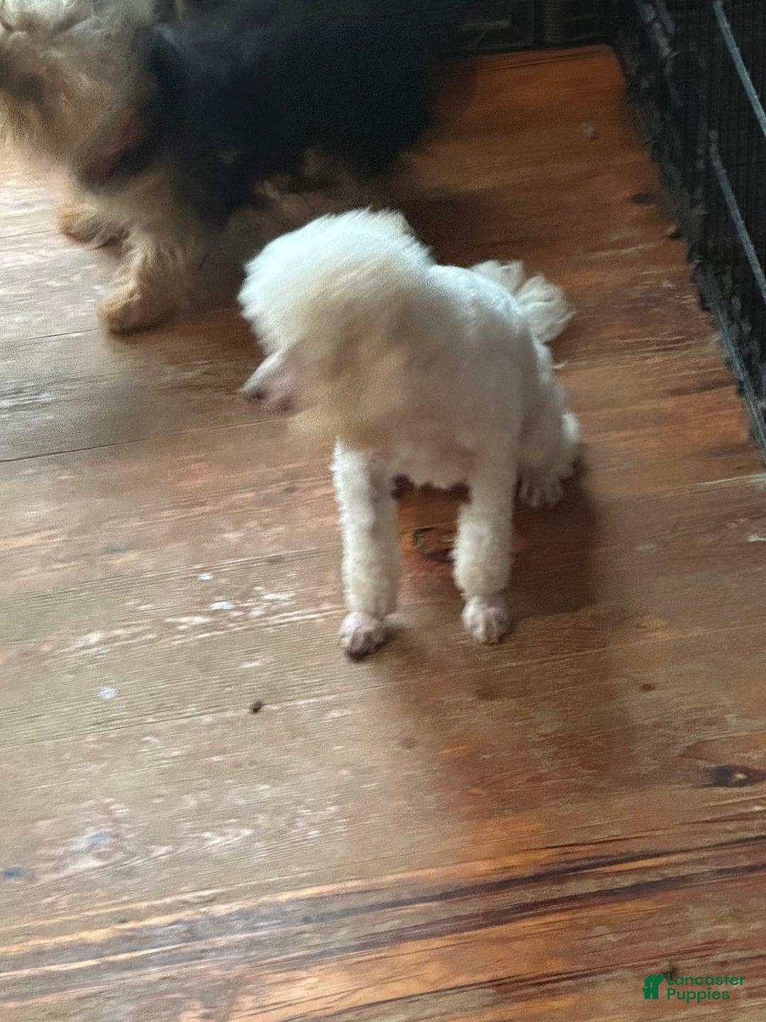 Maltipoo dogs for sale: Trixie - Image 3