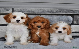 Cavapoo dogs for sale: Callie - Image 5