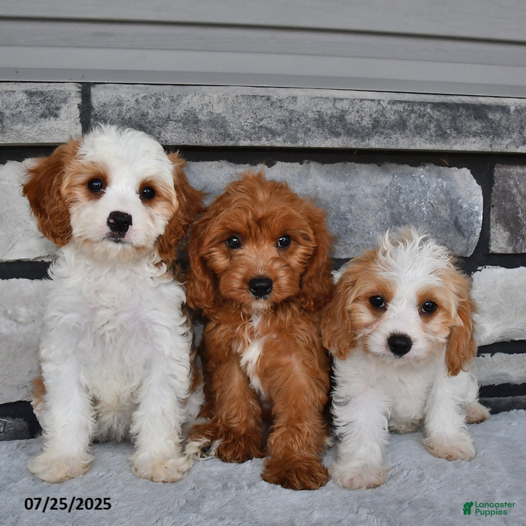 Cavapoo dogs for sale: Callie - Image 5