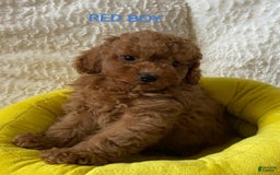 Maltipoo dogs for sale: Greg - Image 1