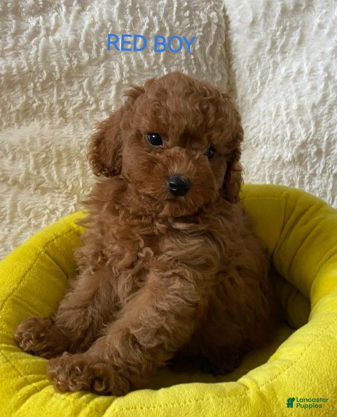 Maltipoo dogs for sale: Greg - Image 1