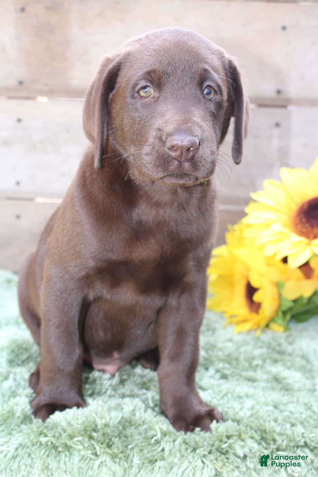 Labrador Retriever dogs for sale: Buster - Image 2