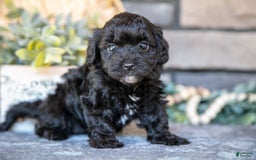 Havapoo dogs for sale: Cassie - Image 4
