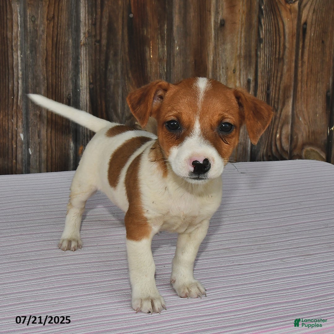Jack Russell Terrier dogs for sale: Oscar - Image 1