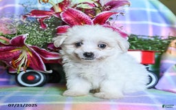 Maltese dogs for sale: Bingo - Image 2