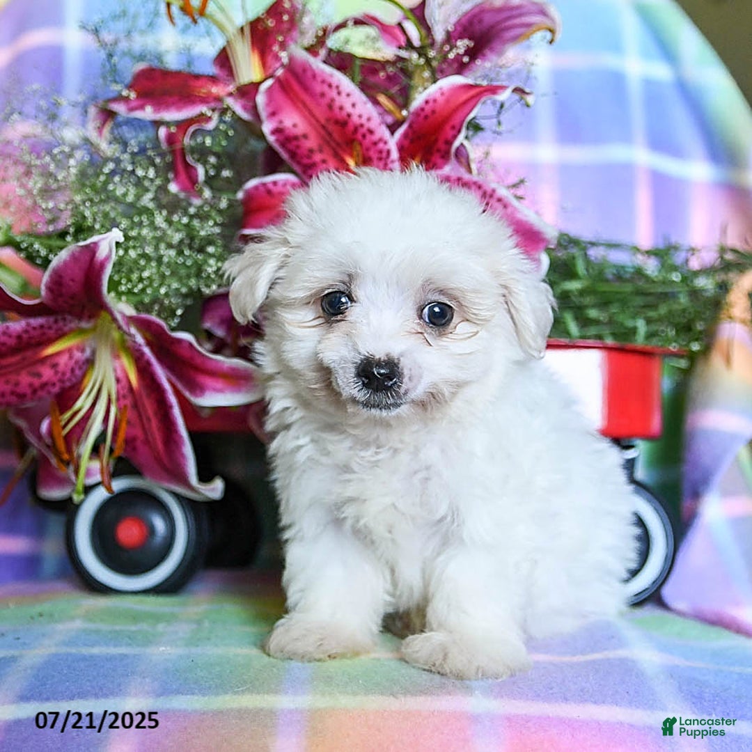 Maltese dogs for sale: Bingo - Image 2