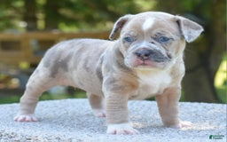Olde English Bulldogge dogs for sale: Rosie Mini Bulldogge - Image 11