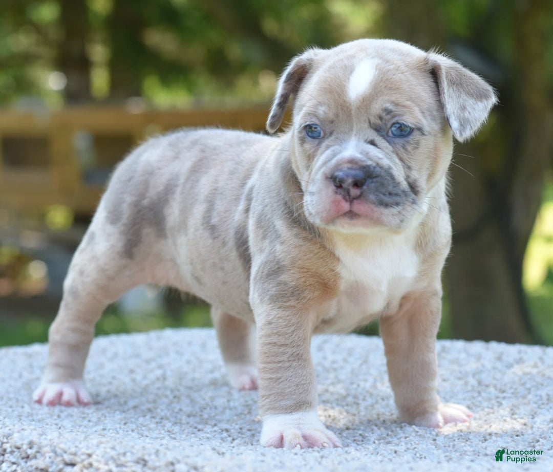Olde English Bulldogge dogs for sale: Rosie Mini Bulldogge - Image 11