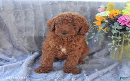 Mini Goldendoodle dogs for sale: Ursa - Image 5