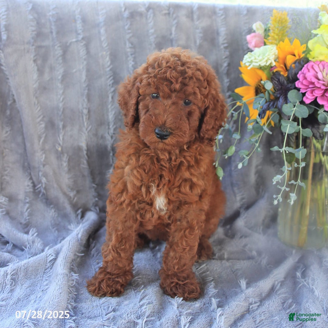 Mini Goldendoodle dogs for sale: Ursa - Image 5