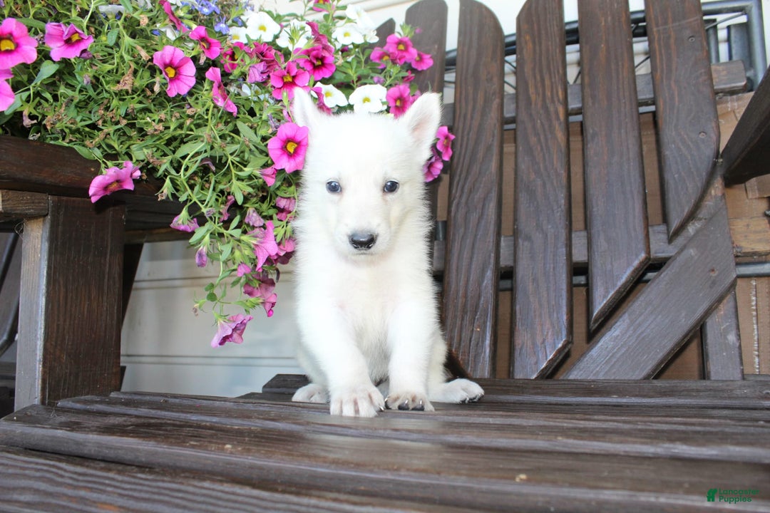 German Shepherd dogs for sale: Joey - Image 5