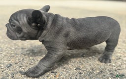 French Bulldog dogs for sale: Blue - Image 5