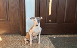 Italian Greyhound dogs for sale: Sammy - Image 6