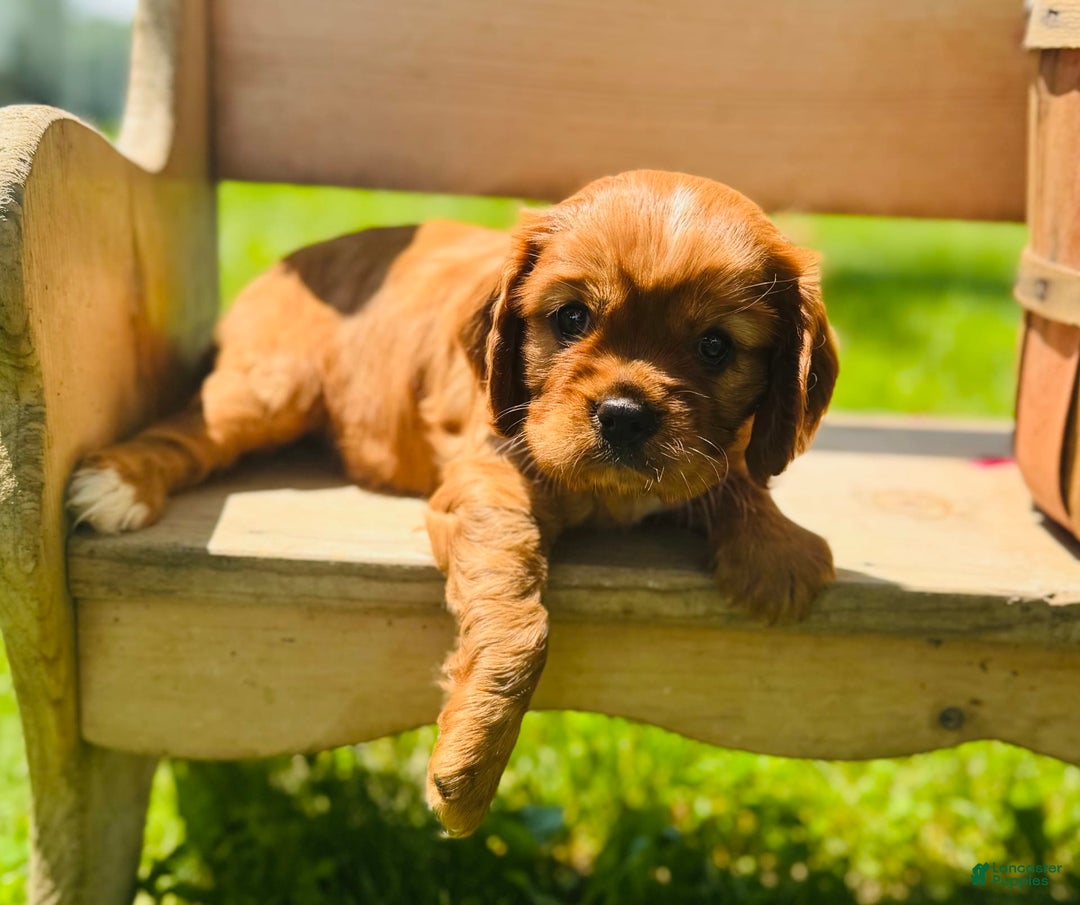 Cavalier King Charles Spaniel dogs for sale: Daisy - Image 4