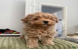 Maltipoo dogs for sale: Danny - Image 1